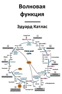 Волновая функция